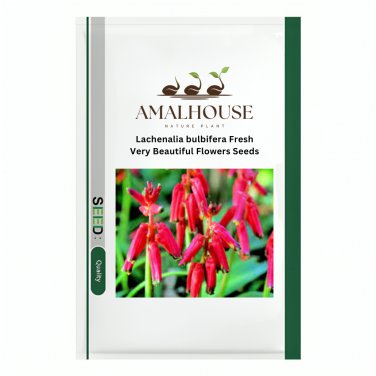 Lachenalia bulbifera Fresh Very Beautiful Flowers - 10 PCS Seeds