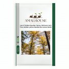 Larch 'Golden Noodles' Series, Heirloom Larix Tree, Golden-yellow Needle-like Leaves - 50 PCS Seeds