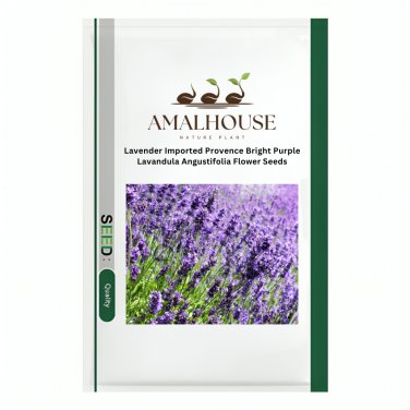 Lavender Imported Provence Bright Purple Lavandula Angustifolia Flower - 100 PCS Seeds