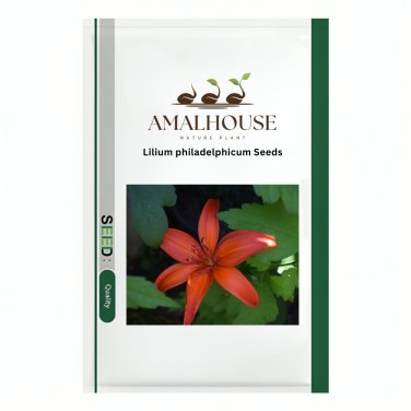 Lilium philadelphicum - 10 PCS Seeds