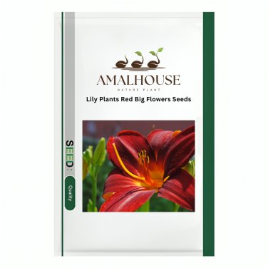 Lily Plants Red Big Flowers - 100 PCS Seeds