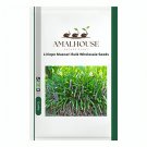 Liriope Muscari Bulk Wholesale - 50 PCS Seeds