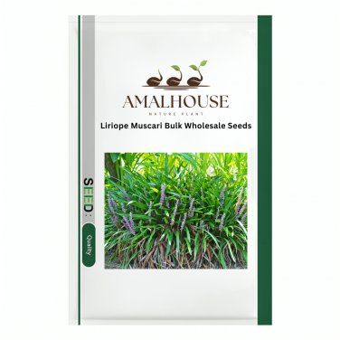 Liriope Muscari Bulk Wholesale - 50 PCS Seeds