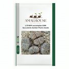 LITHOPS aucampiae C298 Succulents Garden Plants - 100 PCS Seeds