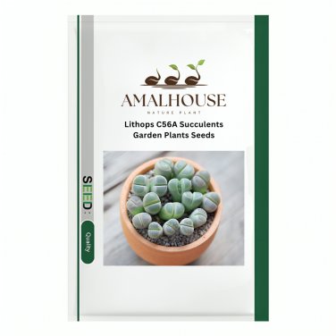 Lithops C56A Succulents Garden Plants - 100 PCS Seeds