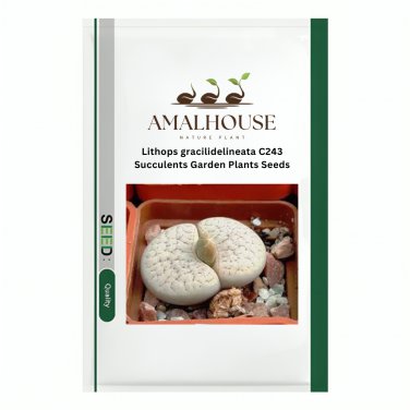 Lithops gracilidelineata C243 Succulents Garden Plants - 100 PCS Seeds
