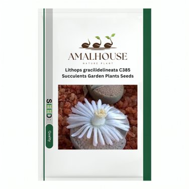 Lithops gracilidelineata C385 Succulents Garden Plants - 100 PCS Seeds