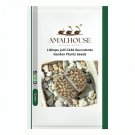 Lithops julii C161 Succulents Garden Plants - 100 PCS Seeds