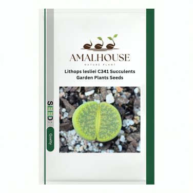 Lithops lesliei C341 Succulents Garden Plants - 100 PCS Seeds