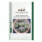 Lithops otzeniana C128A Succulents Garden Plants - 100 PCS Seeds