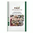 Lithops Succulents Garden Plants Mix - 100 PCS Seeds