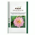 Lotus 'Double Duet Series' Large Double Petals, Half Pink Half White - 20 PCS Seeds