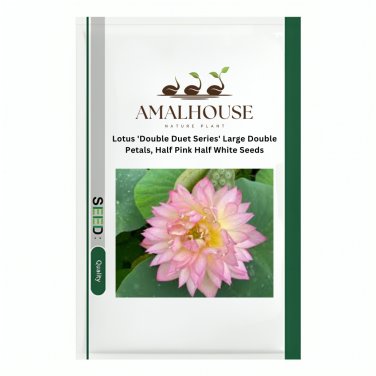 Lotus 'Double Duet Series' Large Double Petals, Half Pink Half White - 20 PCS Seeds