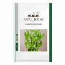 Lucky Bamboo - 50 PCS Seeds