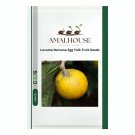 Lucuma Nervosa Egg Yolk Fruit - 10 PCS Seeds