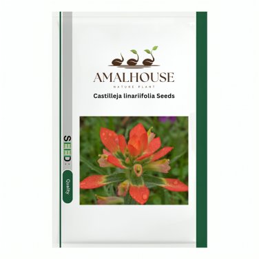 Castilleja linariifolia - 50 PCS Seeds