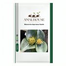 Massonia depressa - 10 PCS Seeds