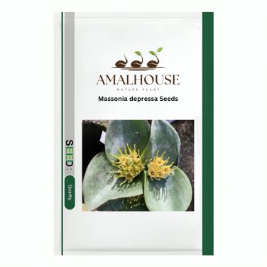 Massonia depressa - 10 PCS Seeds