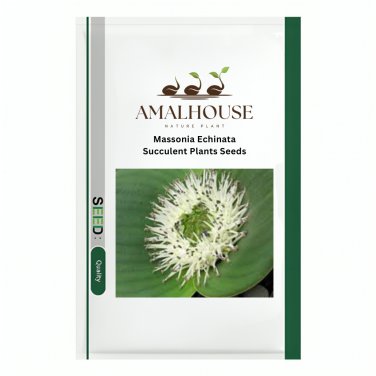 Massonia Echinata Succulent Plants - 10 PCS Seeds