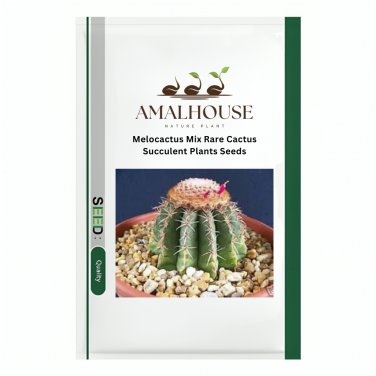 Melocactus Mix Rare Cactus Succulent Plants - 10 PCS Seeds