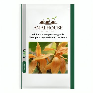 Michelia Champaca Magnolia Champaca Joy Perfume Tree - 20 PCS Seeds