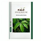 Mimosa pudica - 100 PCS Seeds