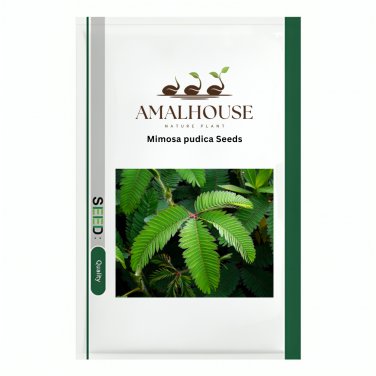Mimosa pudica - 100 PCS Seeds