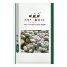 Mini Cactus Suculent - 500 PCS Seeds