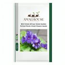 Mini Violet African Violet Garden Potted Plants Violet Flowers - 50 PCS Seeds