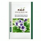 Mini Violet Plants Colorful Rare African Flower - 50 PCS Seeds