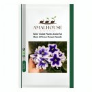 Mini Violet Plants Colorful Rare African Flower - 100 PCS Seeds