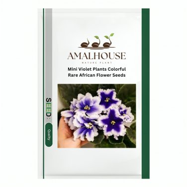 Mini Violet Plants Colorful Rare African Flower - 100 PCS Seeds