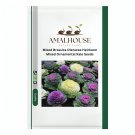 Mixed Brassica Oleracea Heirloom Mixed Ornamental Kale - 200 PCS Seeds