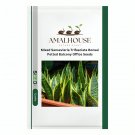 Mixed Sansevieria Trifasciata Bonsai Potted Balcony Office - 200 PCS Seeds