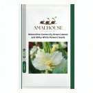 Moonshine Canna Lily Green Leaves and Milky White Flowers - 20 PCS Seeds