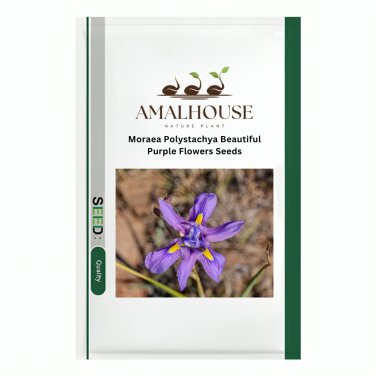 Moraea Polystachya Beautiful Purple Flowers - 5 PCS Seeds