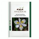 Moraea Serpenting Beautiful Flowers - 5 PCS Seeds
