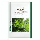 Moringa oleifera Fresh - 10 PCS Seeds