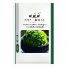 Moss Bonsai Moss Ball Sagina Subulata Bonsai - 100 PCS Seeds