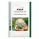 Navajoa peeblesiana - 5 PCS Seeds