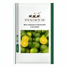 New Calamansi Calamondin Lime - 20 PCS Seeds