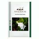 Nicotiana Alata - 200 PCS Seeds