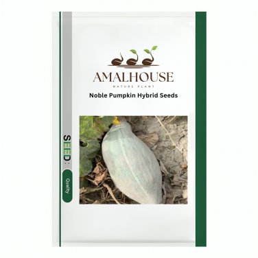 Noble Pumpkin Hybrid - 20 PCS Seeds