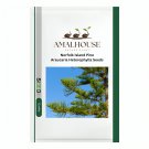 Norfolk Island Pine Araucaria Heterophylla - 20 PCS Seeds