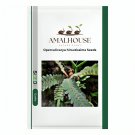 Operculicarya hirsutissima - 5 PCS Seeds