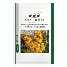 Orchid Cymbidium Yellow Flowers Red Purple Tongue - 100 PCS Seeds