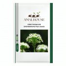 ORNITHOGALUM SAUNDERSIAE Plant - 100 PCS Seeds