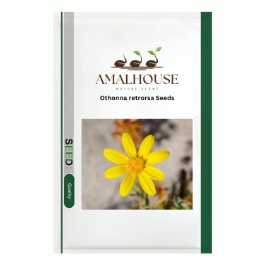 Othonna retrorsa - 10 PCS Seeds