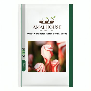 Oxalis Versicolor Flores Bons&Atilde;&iexcl;i - 100 PCS Seeds