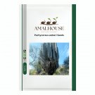 Pachycereus weberi - 10 PCS Seeds